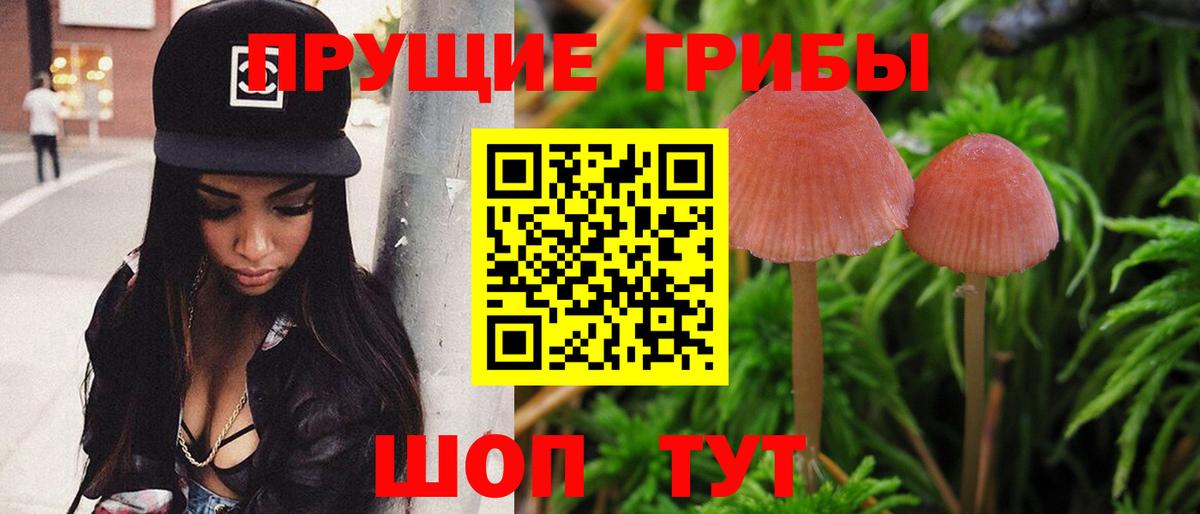 Галлюциногенные грибы Psilocybe Ирбит